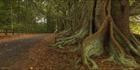 Norfolk Island Banyan - NSW T (PBH4 00 12032)